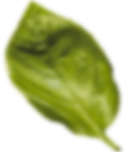 Botanical Leaf