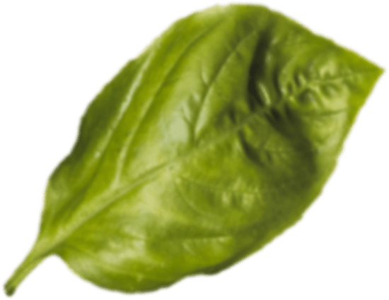 Botanical Leaf
