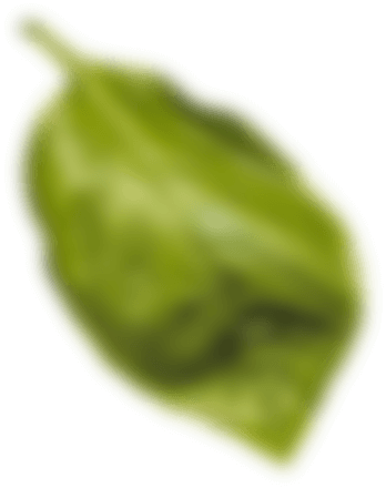 Botanical Leaf